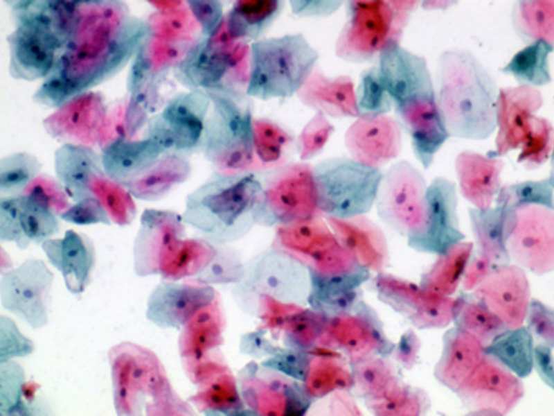 Papanicolaou Red Stain Kit Clinisciences