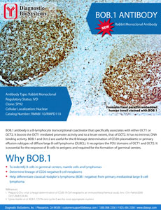 BOB.1 Antibody Flyer