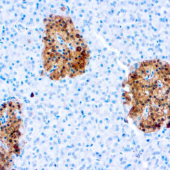 Formalin fixed paraffin embedded human pancreas stained with NSE antibody.