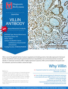 Villin Antibody Flyer