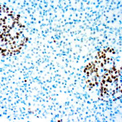 Formalin fixed paraffin embedded human Pancreas stained with INSM1 25x.