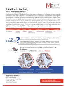E Cadharin